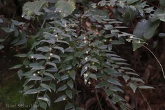 Phyllanthus gageanus